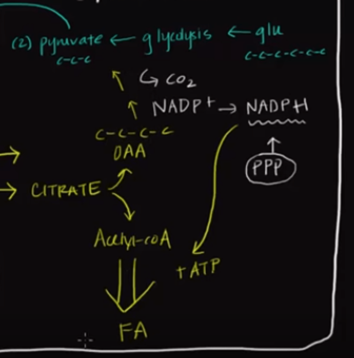 <p>NADPH is used as an important reducing agent during fatty acid synthesis.</p><p>Struggling to memorize the metabolic pathways (such as glycolysis and beta-oxidation)? Learn them like the back of your hand using Andrew's Metabolic Pathways Mastery Course @ https://mcatselfprep.com/course/andrews-metabolic-pathways-mastery-course/</p>