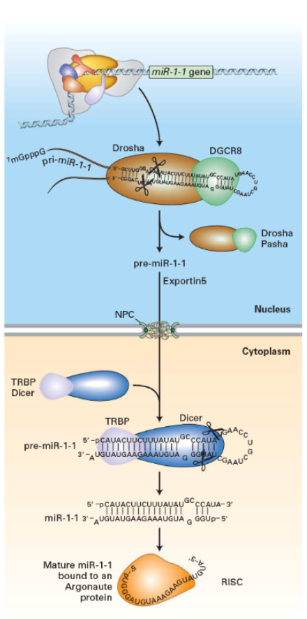 <ul><li><p>multivalgukompleks, täpsemalt ribonukleoproteiin</p></li><li><p>toimib geenide vaigistamisel mitmesuguste radade kaudu transkriptsiooni ja translatsiooni tasandil</p></li><li><p>kasutab üheahelalisi RNA fragmente (miRNA) või siRNAd, et leida mRNA ja see lõhustada</p></li></ul><p></p>