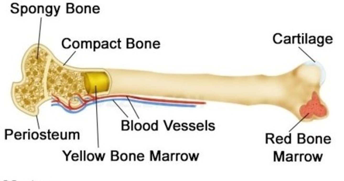 <p>what does red bone marrow do?</p>