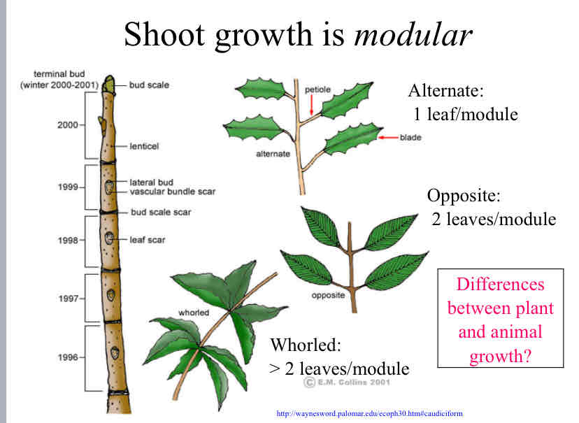 <p>Difference between plant Growth and animal growth ?</p>