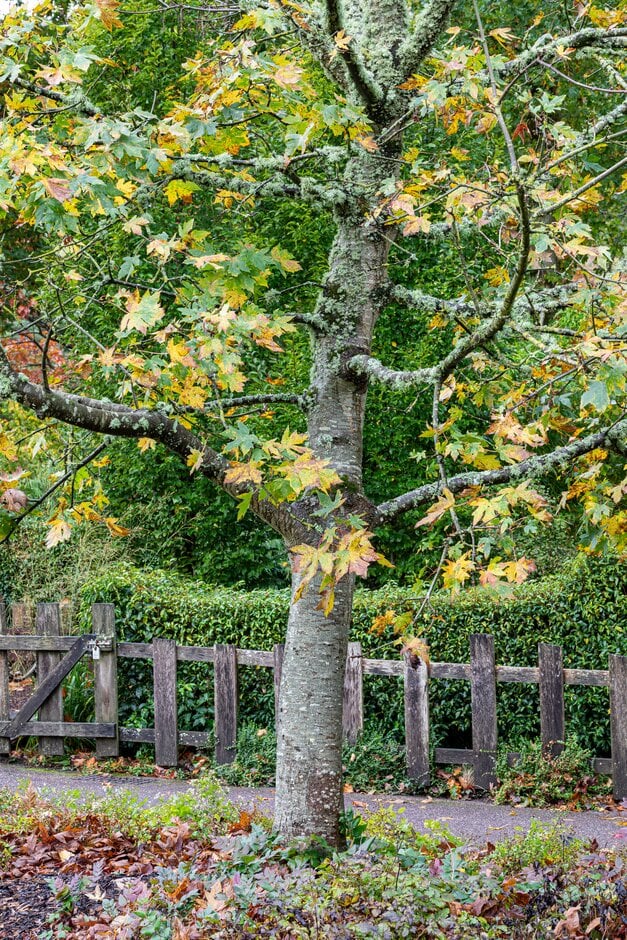 <p>Big Leaf Maple</p>