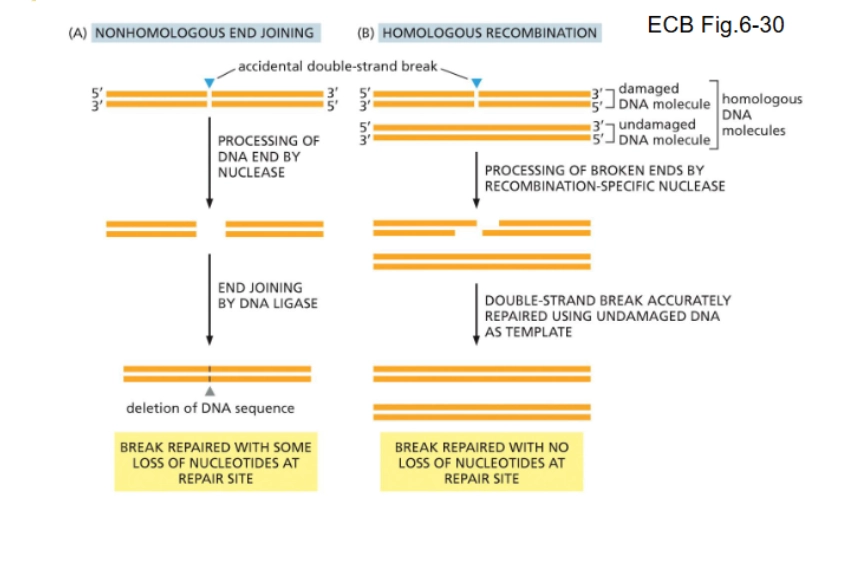 <p>The more accurate method (but takes longer) of DNA repair of double stranded breaks. Uses info from the homologous chromosome.</p>