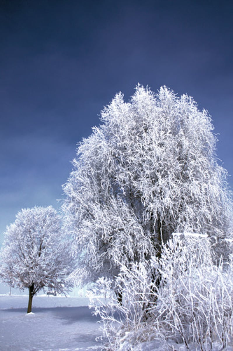 <p>adj /ˈfrɒsti/ in frosty weather, the air is very cold so the ground is covered in frost (a white powder which consists of very small pieces of ice)</p>
