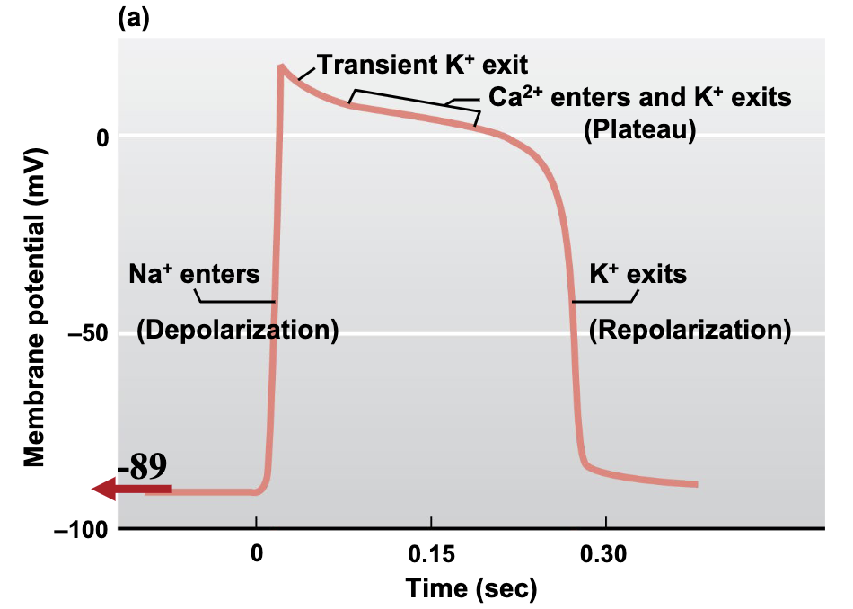 RMP is -89 mv and is completely flat/unchanging

current injection from gap junction from nearby depolarized cells is what kicks off depolarization

rapid depolarization caused by opening of voltage gated Na+ channels

prolonged plateau of depolarization is due to the slow but prolonged opening of voltage gated Ca2+ channels (L-type channels aka DHPRs)

Unique K+ channels transiently open for a moment at peak causing very slight repolarization

CICR leads to mechanical contraction we know