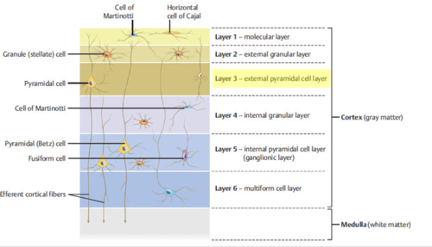 <p>outer pyramidal layer</p>
