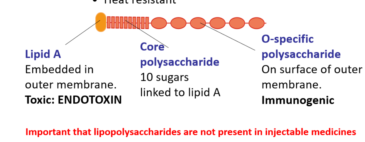 <ul><li><p>they are very immunogenic- triggers an immune response in the body </p></li><li><p>toxic to animal cells </p></li><li><p>heat resistant </p></li></ul><p></p>