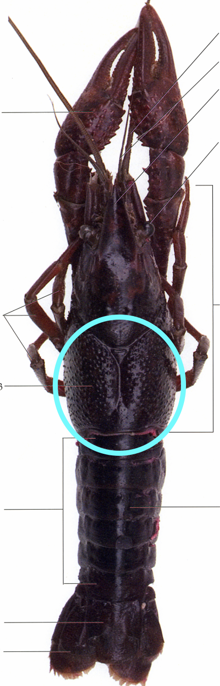 <p>Crayfish: middle of body where head and  abdomen are attached</p>