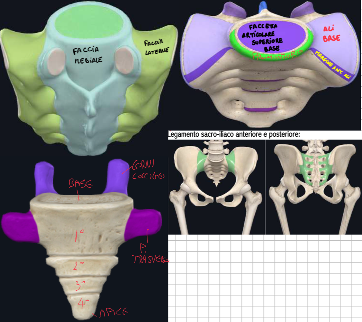 <p>ALTRE FOTO PLICO SACRO COCCIGE</p>