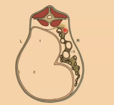 <p>What type of animal’s abdomen is being shown? What is the majority of space taken up by? </p>