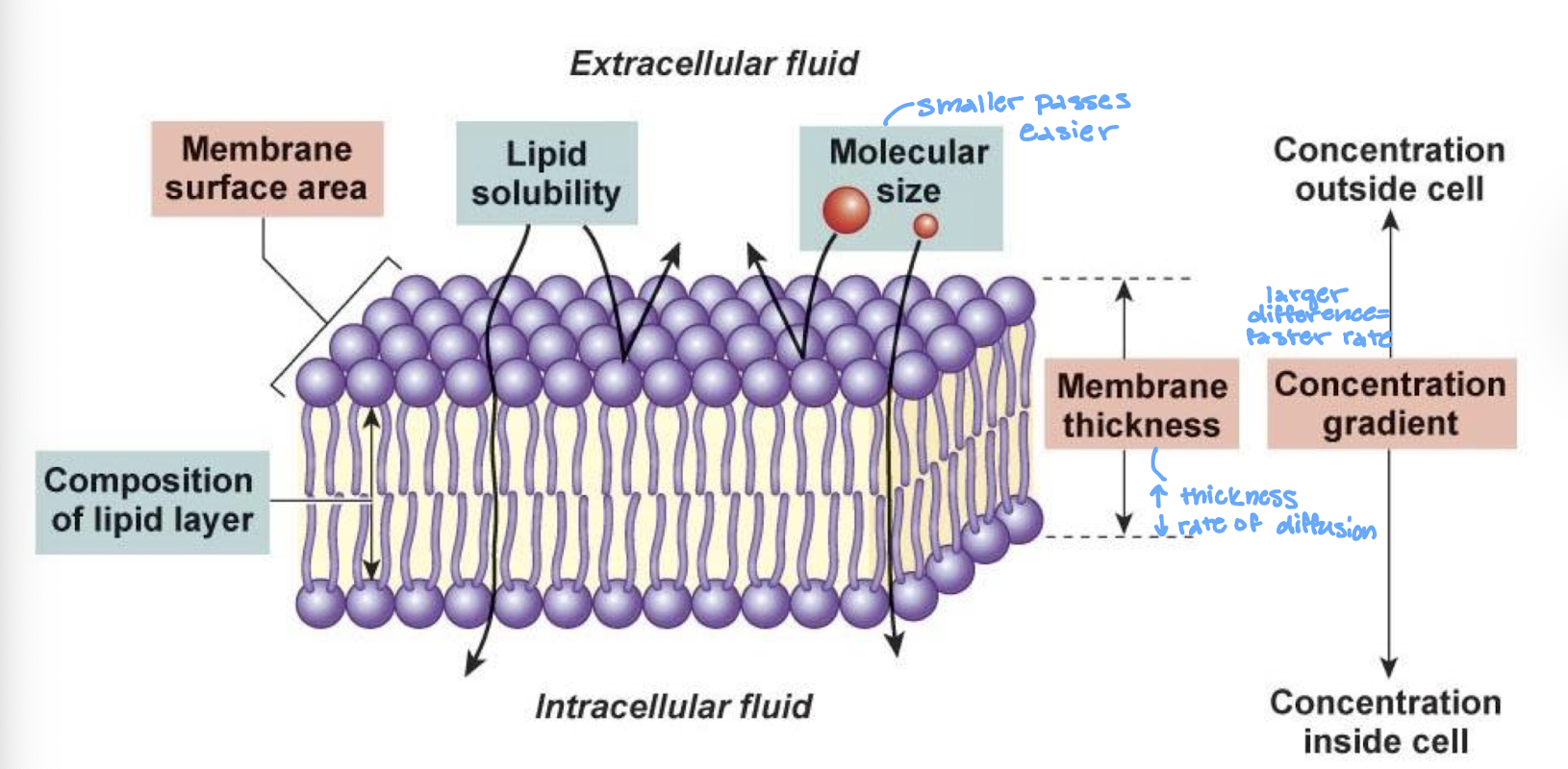 <p>the rate of diffusion is porptional to (surface area)*(concentration gradient)*(membrane permeability)</p><ul><li><p>rate of diffusion changes based on the composition of lipid layer, membrane surface area, lipid solubility, molecular size, membrane thickness, and the concentration gradient</p></li></ul><p></p>