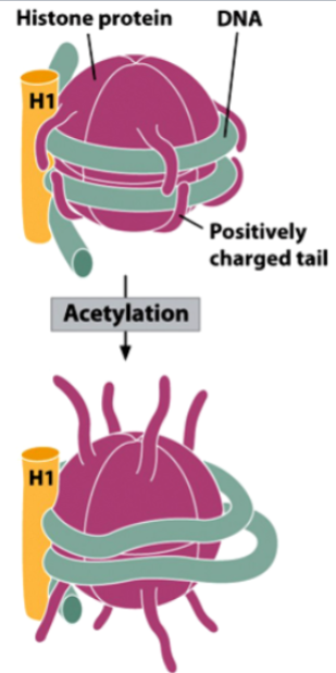 <p>positively charged lysine tails in histones interacte with negative charges of phosphate groups in DNA (histone-DNA interactions are strong)</p><p>acetylation neutralizes lysine tails → weakens histone-DNA interactions, allows transcription factors/other proteins to bind to DNA and stimulate transcription</p>
