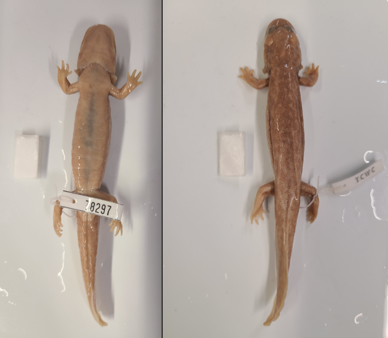 <p>Scientific name and diagnostic features</p>