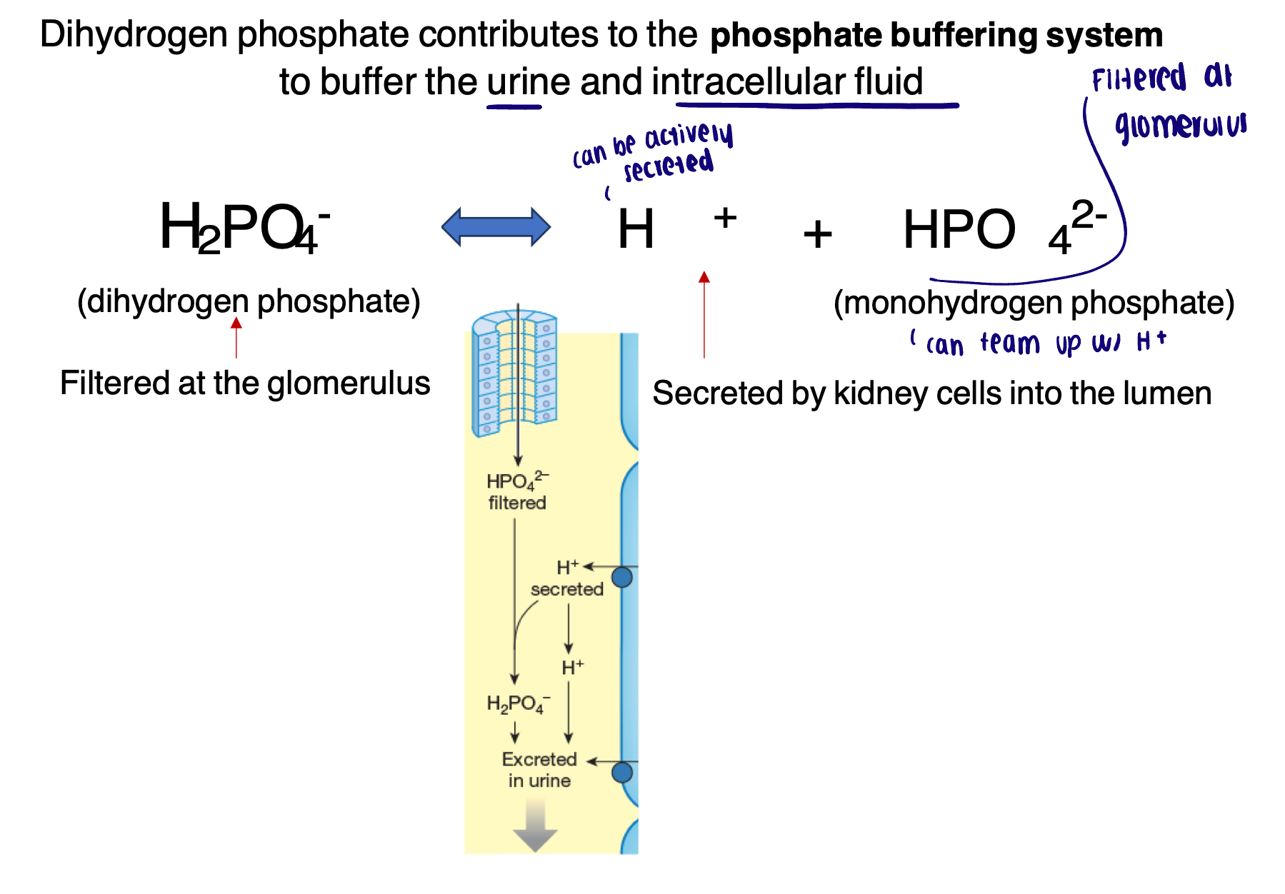 <ul><li><p>Dihydrogen phosphate contributes to the phosphate buffering system to buffer the urine and intracellular fluid </p></li></ul><p></p>