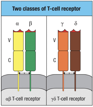 <ul><li><p>Two chains: αβ or γδ (not identical)</p></li><li><p>Each chain has <strong>variable (V)</strong> + <strong>constant (C)</strong> regions (held by disulphide bonds)</p></li></ul><p></p>
