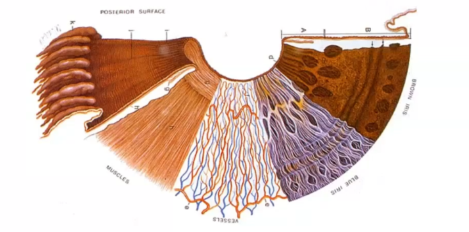 <p>right to left shows how each layers look brown iris ha slots of melalocytes </p>