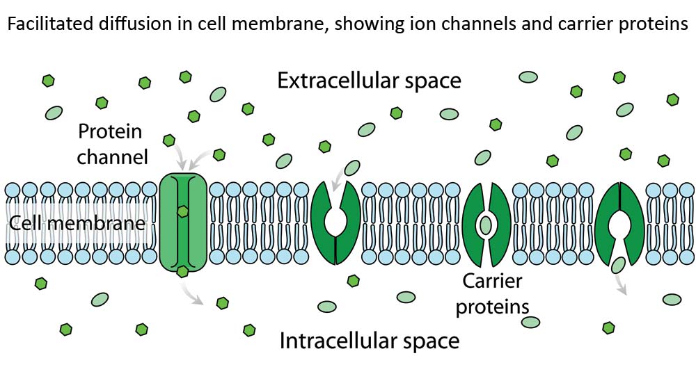 <p>passive transport movement aided by membrane proteins with a channel or carrier</p>