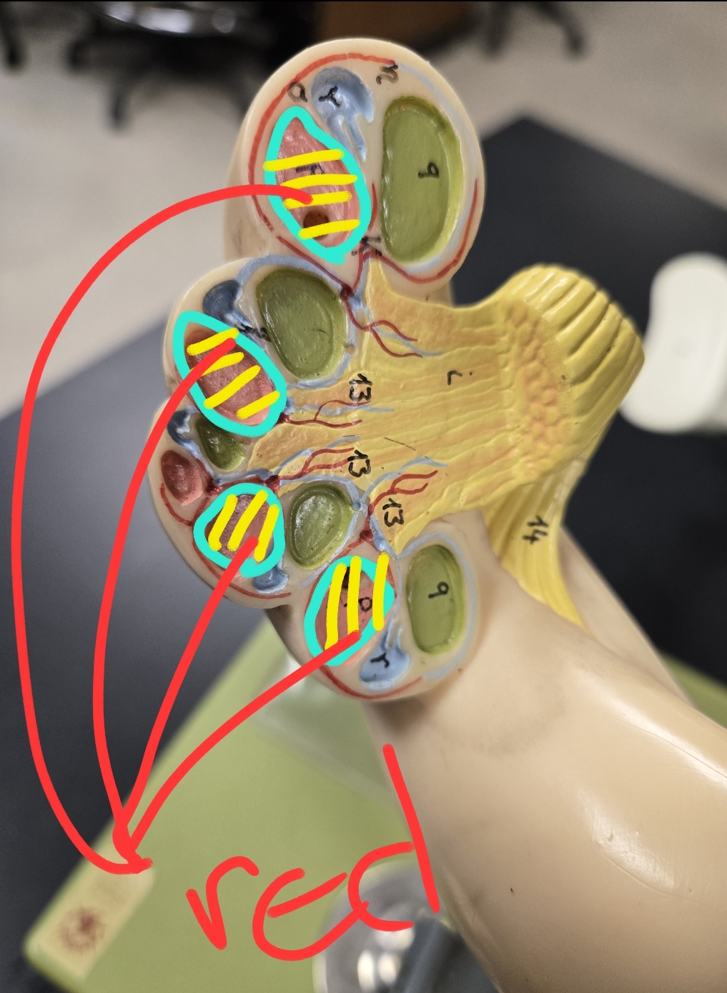 <p>Internal anatomy of the cochlea</p>