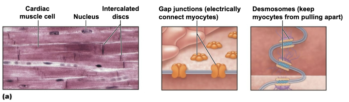 <p>Allows heart to be functional <span style="color: purple;"><strong>syncytium</strong></span> → a single coordinated unit </p>