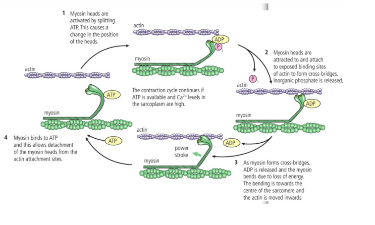 <ol><li><p><span>Myosin heads are activated by splitting ATP (HYDROLYSIS). This causes a change in the position of the heads</span></p></li><li><p><span>Myosin heads are attracted to and attached to exposed binding sites of actin to form cross-bridges. Inorganic phosphate is released</span></p></li><li><p><span>As myosin forms cross-bridges, ADP is released and the myosin bends due to loss of energy. The bending is towards the centre of the sarcomere and the actin is moved inwards</span></p><ol><li><p><span>Compresses the titin</span></p></li></ol></li><li><p><span>Myosin binds to ATP and this allows detachment of the myosin heads from the actin attachment sites</span></p></li></ol><p></p>