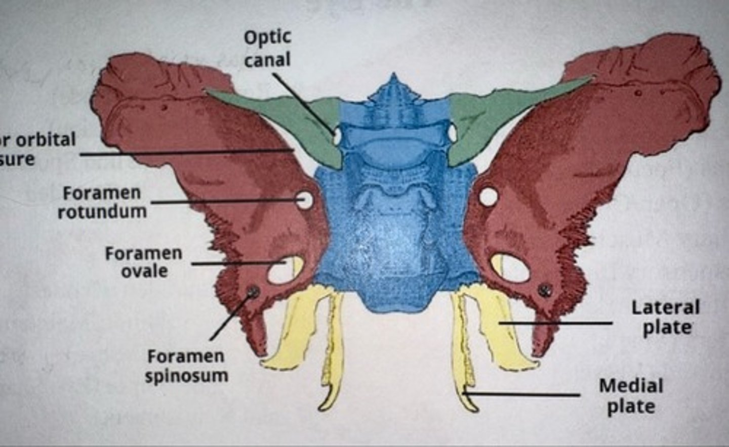 knowt flashcard image