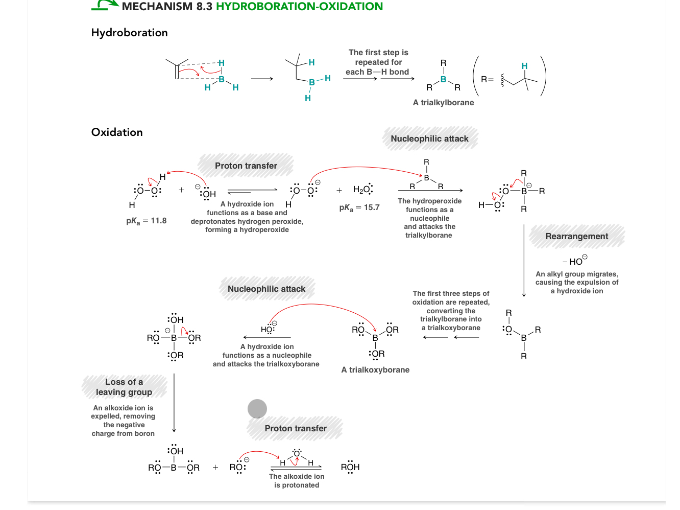 <ol><li><p>Hydroboration, the alkene attacks the B simultaneously as the H attacks the C, first step re[easts for each B-H bond forming a trialkylborane </p></li><li><p>Oxidation:</p></li></ol><p>1. Proton transfer:  OH- ions functions as a base and deprotonates hydrogen periodic forming a hydroperoxide  </p><ol start="2"><li><p>Nucleophilic attack: hydroperpxide acts as a nucleophile attacking the trialkylborane </p></li><li><p>Rearrangement (alkyl group migrates explaining a hydroxide ion *happens again until trialylborane turns into trialkoxyborane </p></li></ol><ol start="3"><li><p>Nucleophilic attack: hydroxide ion attacks trialkoxyborane </p></li><li><p>Loss of a leading group, all oxide is expelled removing negative change form boron</p></li><li><p>Proton transfer  </p></li></ol><p></p>