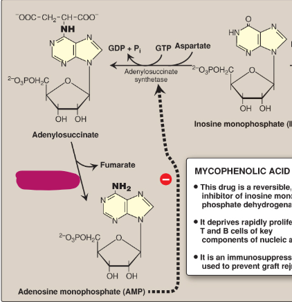<p>Name this section of AMP synthesis.</p>