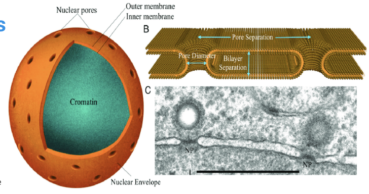 <p>relatively large structure creating selective passageway through which molecules are able to travel between the nucleus and the cytoplasm, much larger than channel proteins</p>