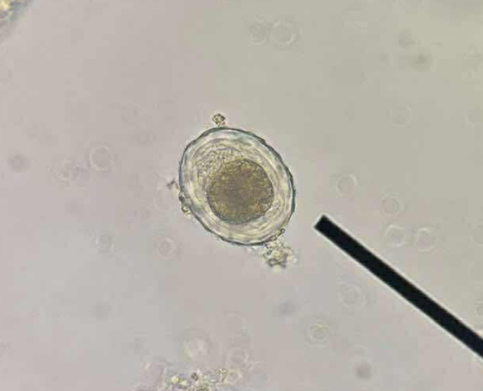 <p>A. identify the organism</p><p>B. what group does this organism belong to</p>