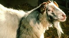 <p>Sheep and goat, not a hybrid, but combining goat and sheep embryos in a lab. Some of its cells are sheep and some are goat</p>