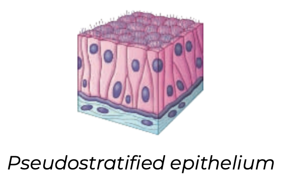 Pseudostratified columnar
➔ Single layer of cells varying in height and the position of their _____
➔ In vertebrates, pseud. strat. epithelium of ______ cells forms mucous membrane that lines portions of the ________ tract
◆ Beating cilia sweep film of mucus along the surface