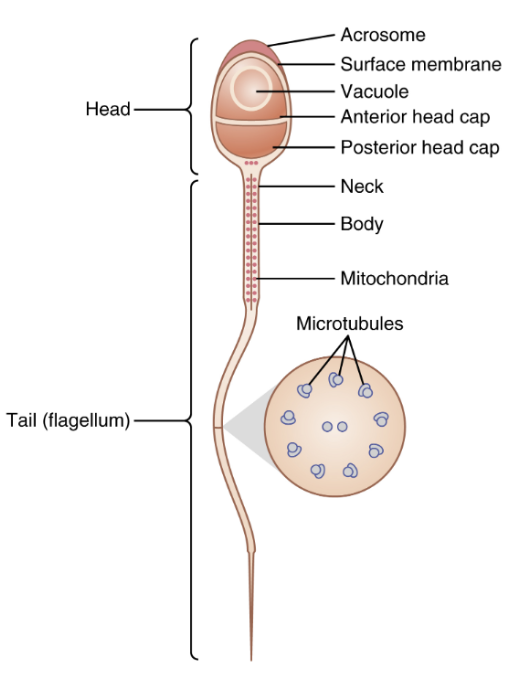 <p>Det sista steget där spermatider mognar till spermatozoa. De förvaras i epididymis i ett par dagar för att få motilitet:</p><ul><li><p><strong>Akrosom</strong>: bildas ovanför nucleus från Golgi och innehåller proteolytiska enzymer som liknar lysosomens. </p></li><li><p><strong>Flagellum</strong>: svansen. Består av ett skelett (axonem), cellmembran och mitokondrier. </p></li></ul>