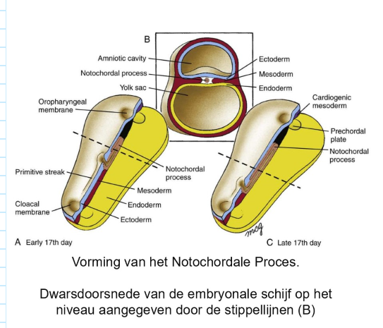 <ul><li><p>groeiende holle notochordale proces craniaal vanuit primitieve knoop (ontleed in midsagittale vlak)</p></li><li><p>veranderingen in relatieve lengte van notochordale proces &amp; primitieve streep naarmate embryo groeit</p></li><li><p>fusie van ectoderm &amp; endoderm in orofaryngeale &amp; cloacale membranen</p></li></ul><p></p>