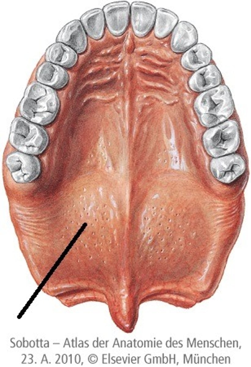 <p>zachte gedeelte gehemelte</p><p>functies: helpt bij slikken</p>