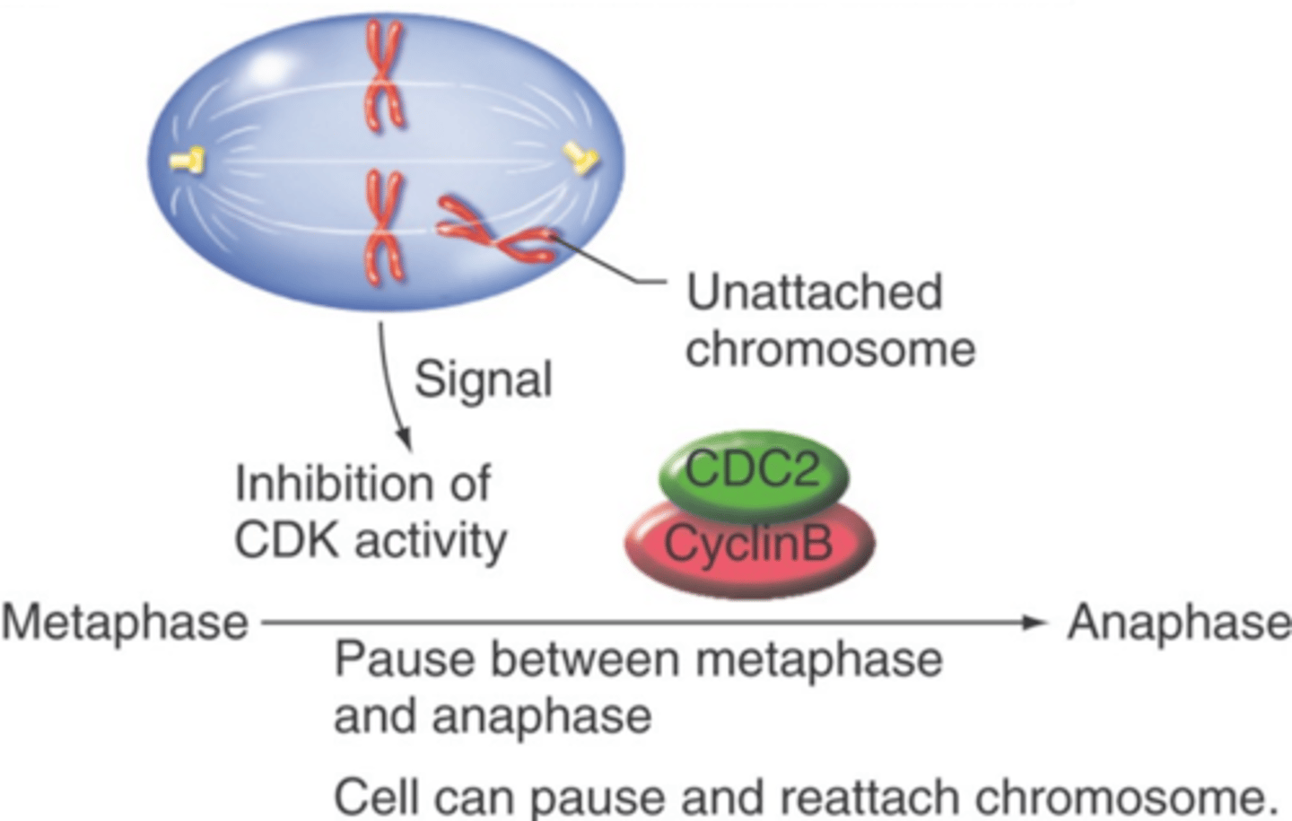 <p>inhibited when chromosomes fail to attach to the spindle</p>