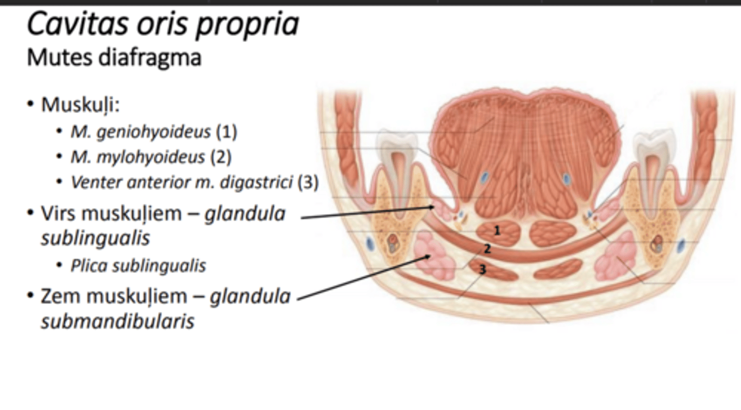 <p>m. geniohyoideus</p><p>m. mylohyoideus</p><p>venter anterior m. digastrici</p><p>virs diaphragma= glandula sublingualis-> plicae sublingualis</p><p>zem diaphragma= glandula submandibularis</p>