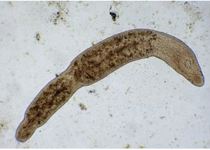 <p>Microstomum lineare - maloústka průhledná</p>