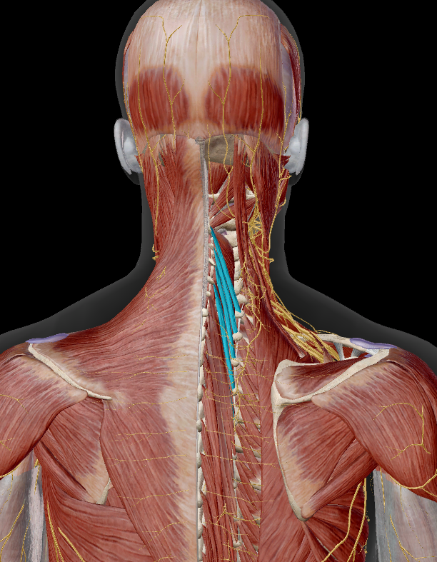 <p>onder:</p><ul><li><p>m. trapezius</p></li><li><p>m. rhomboideus major &amp; minor</p></li><li><p>m. serratus posterior superior</p></li><li><p>mm. splenius</p></li><li><p>mm. longissimus</p></li><li><p>m. semispinalis capitis</p></li></ul><p></p>