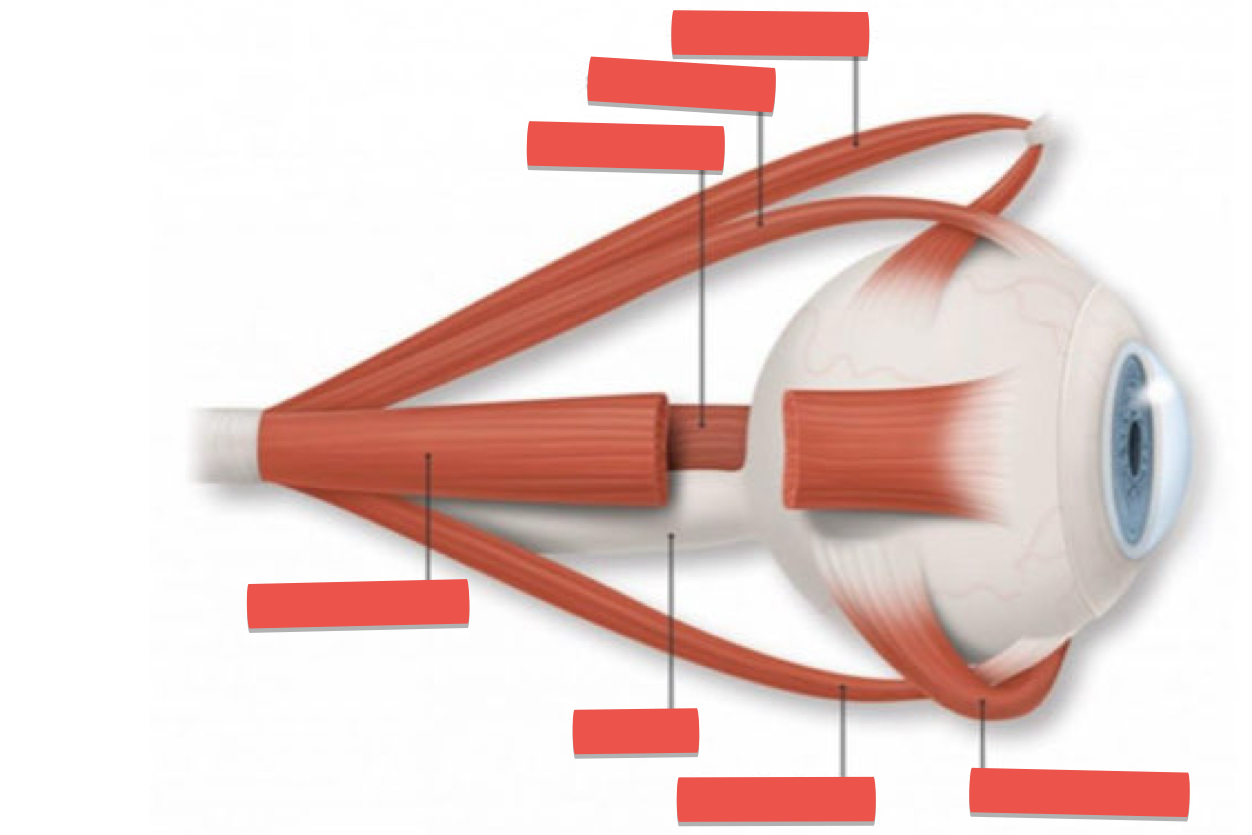 <p>What muscles are involved in movement of the eye (rectus)</p>
