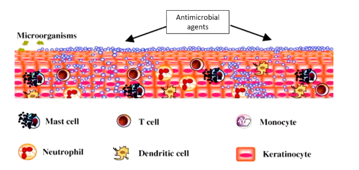 <ul><li><p>Produced by neutrophils, macrophages, epithelial cells (etc)</p></li></ul><ul><li><p>Activate and recruit inflammatory cells &amp; alarm and arm keratinocytes</p></li></ul><p></p>