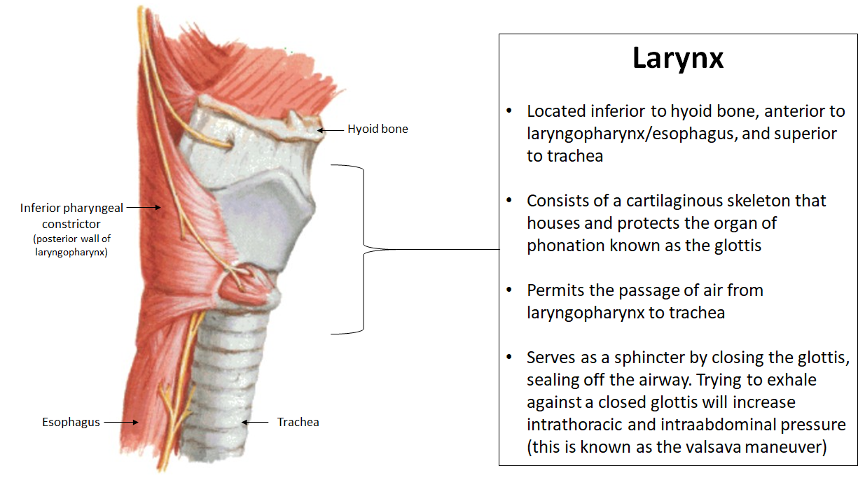 <ul><li><p>Located <strong>below hyoid</strong>, <strong>above trachea</strong>, <strong>in front of esophagus</strong></p></li><li><p>Allows air from <strong>laryngopharynx to trachea</strong></p></li></ul><p></p>