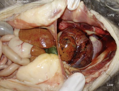 <p>What is the abbreviated term also known as peritoneopericardial diaphragmatic hernias, in which there is incomplete development of the diaphragm, such as in Persian cats, leading to defective separation of the liver and septum transversum, allowing the peritoneal and pericardial cavities to communicate?</p>