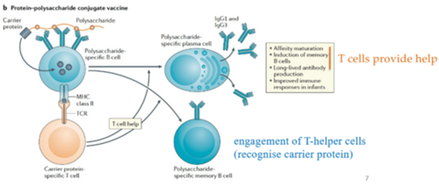 <p>Combines a bacterial capsular polysaccharide with a carrier protein to induce strong T cell immunity.</p>