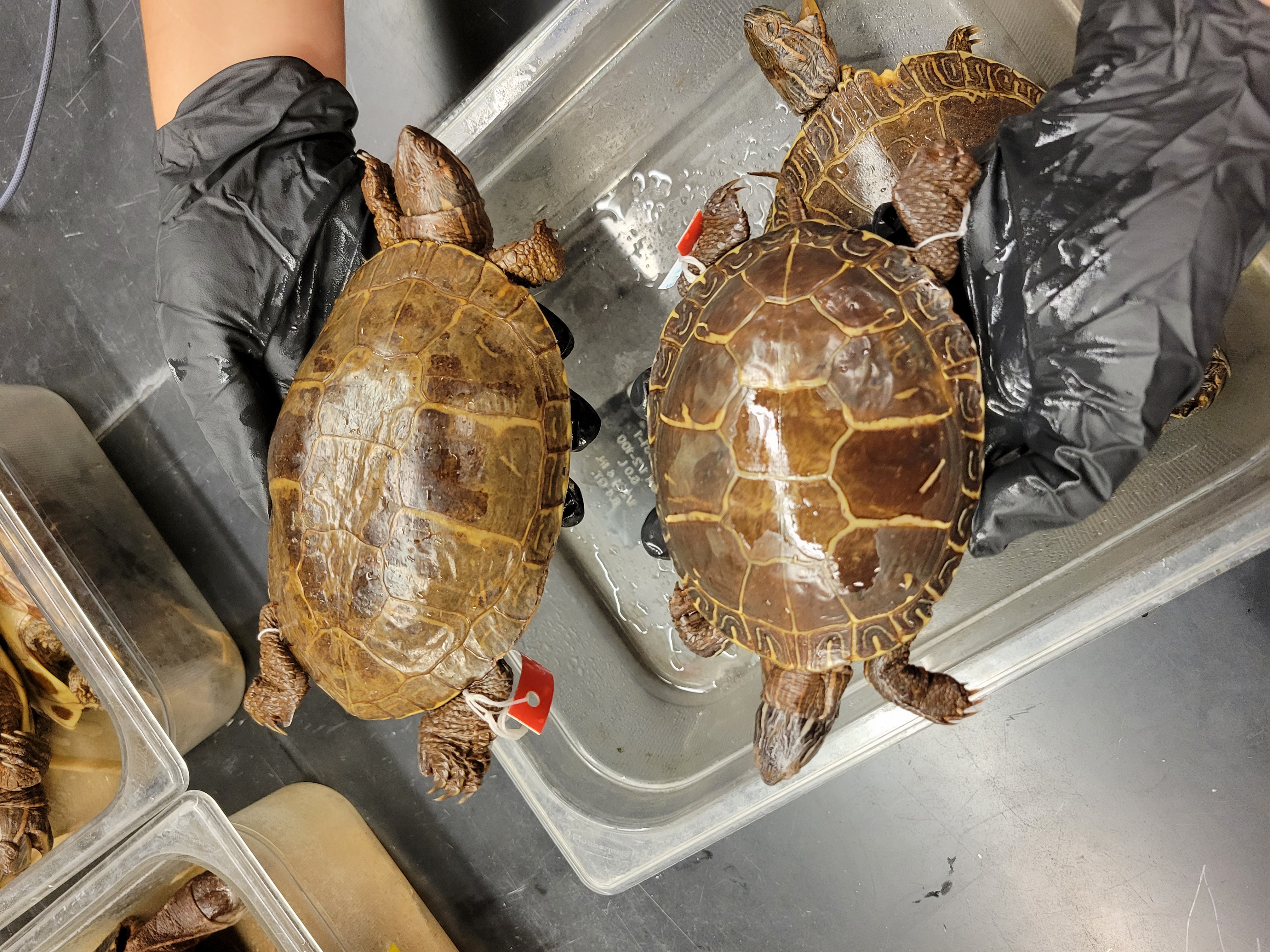 <p><span>Painted Turtle<br><br>Carapace low, smooth and unkeeled. Black or brown shell with red or yellow middsoral stripe. Yellow lines on head and limbs. Plastron usually marked with red and with a dark figure that branches out along scutes. Males: smaller than female, very long nails on front feet.</span></p>