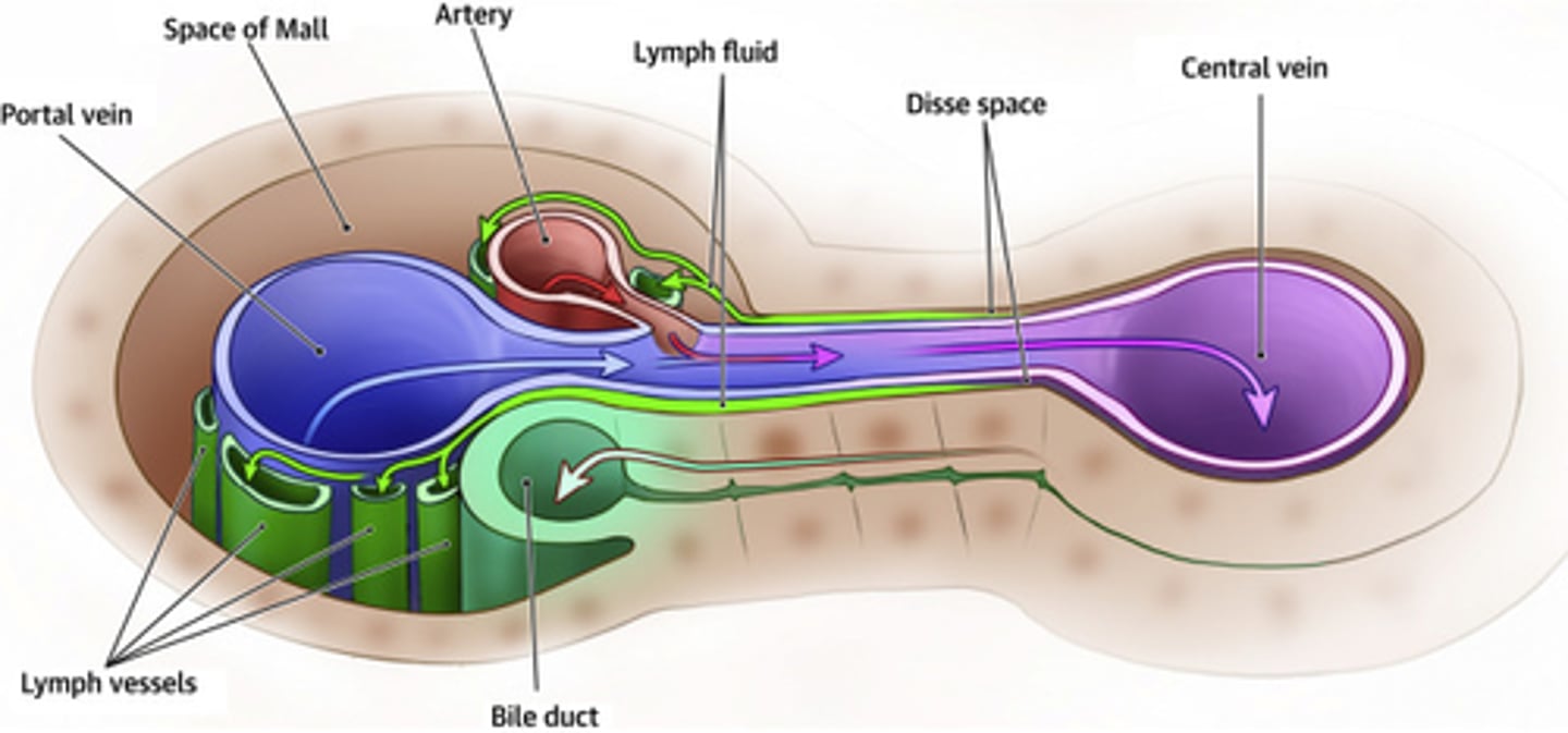 <p>lymph vessels merge and increase in size, eventually forming one or two larger lymph vessels.</p>