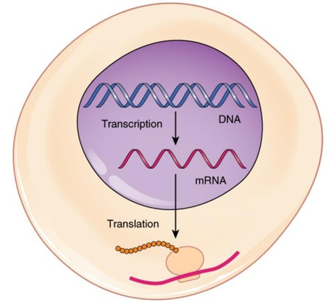 <p>DNA is transcribed into RNA, which is translated into proteins.</p>
