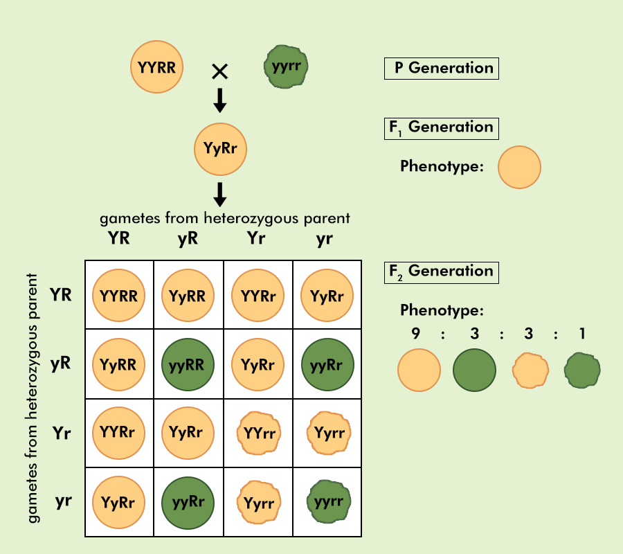 <p><span>cross between two individuals with two observed traits that are controlled by two distinct genes.</span></p>
