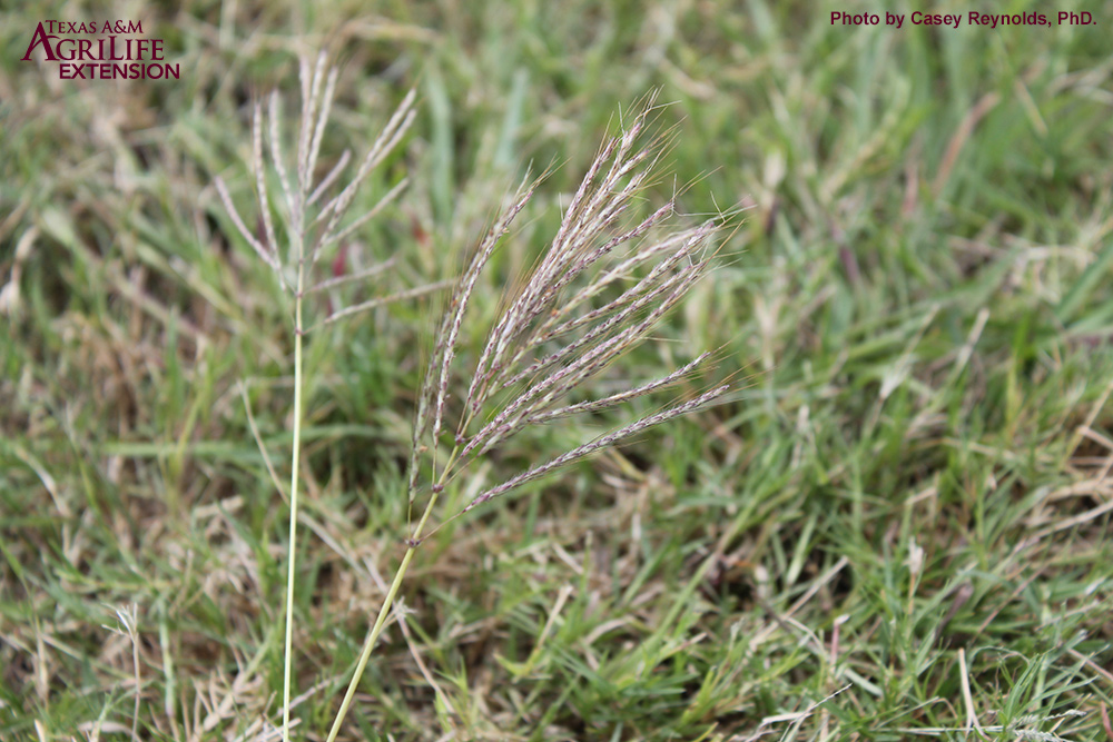 <p>B<span>othriochloa ischaemum var. songarica</span></p>