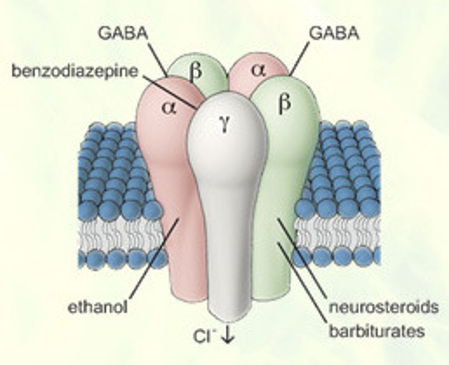 <p>main inhibitory neurotransmitter in the nervous system</p>