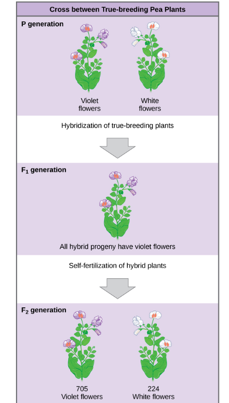 <p><strong>Background</strong>:</p><p class="p1">In one experiment, Mendel crossed plants that were true-breeding for violet flower color with plants true-breeding for white flower color (the P generation).</p><p class="p1"><strong>Results:</strong></p><p class="p2"><span><span>• </span></span>F<span style="line-height: normal;"><span>1</span></span> generation all had violet flowers.</p><p class="p2"><span><span>• </span></span>F<span style="line-height: normal;"><span>2</span></span> generation, approximately three quarters of the plants had violet flowers, and one quarter had white flowers.</p><p class="p2"><span><span>• </span></span><strong>3:1 f2 ratio </strong>from a formal monohybrid cross held true for other monohybrid crosses with different traits</p>