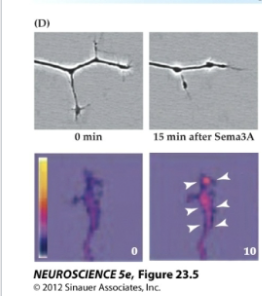 <p>Figure 23.5 Signals provided by the embryonic environment – Diffusible signals (semaphorins)</p><p>Figure D</p>